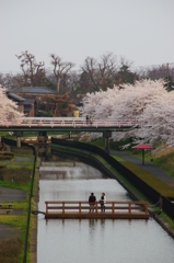 さくら道