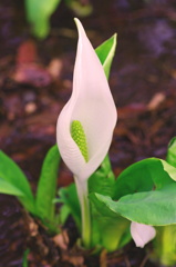 水芭蕉Ⅱ