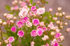 ✿