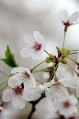 sakura