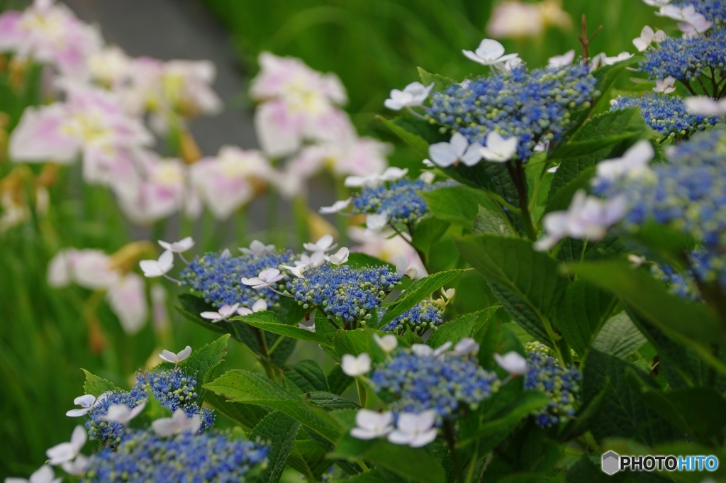 紫陽花