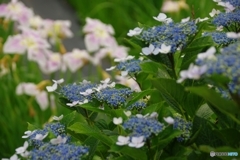 紫陽花