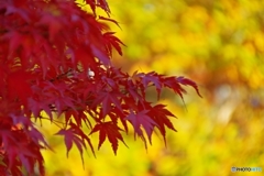 白山公園にて