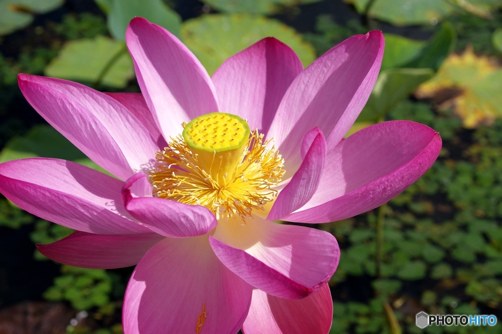 夏の花③