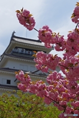 八重桜