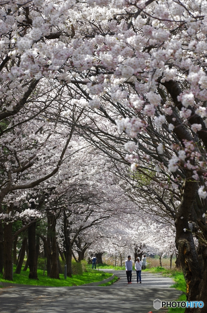 桜並木