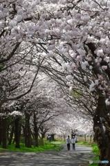 桜並木