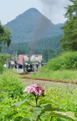 夏の一輪