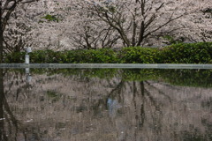 爛漫