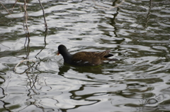 じゅんさい池の水鳥Ⅰ