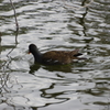 じゅんさい池の水鳥Ⅰ