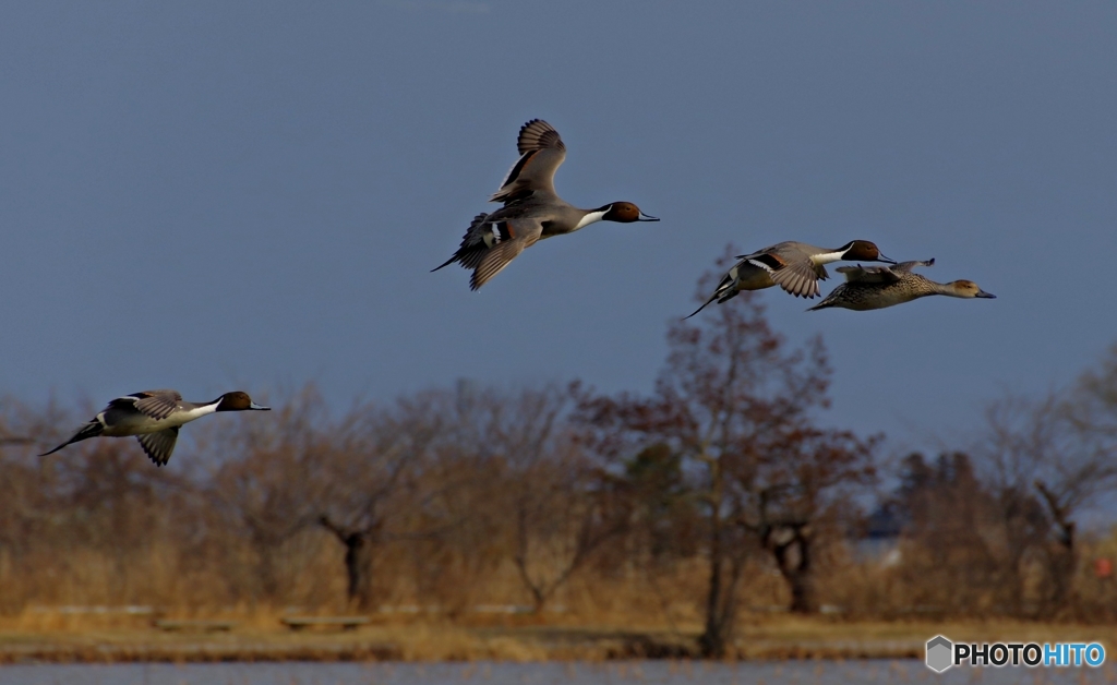 冬晴れの瓢湖Ⅱ