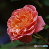 自宅の薔薇