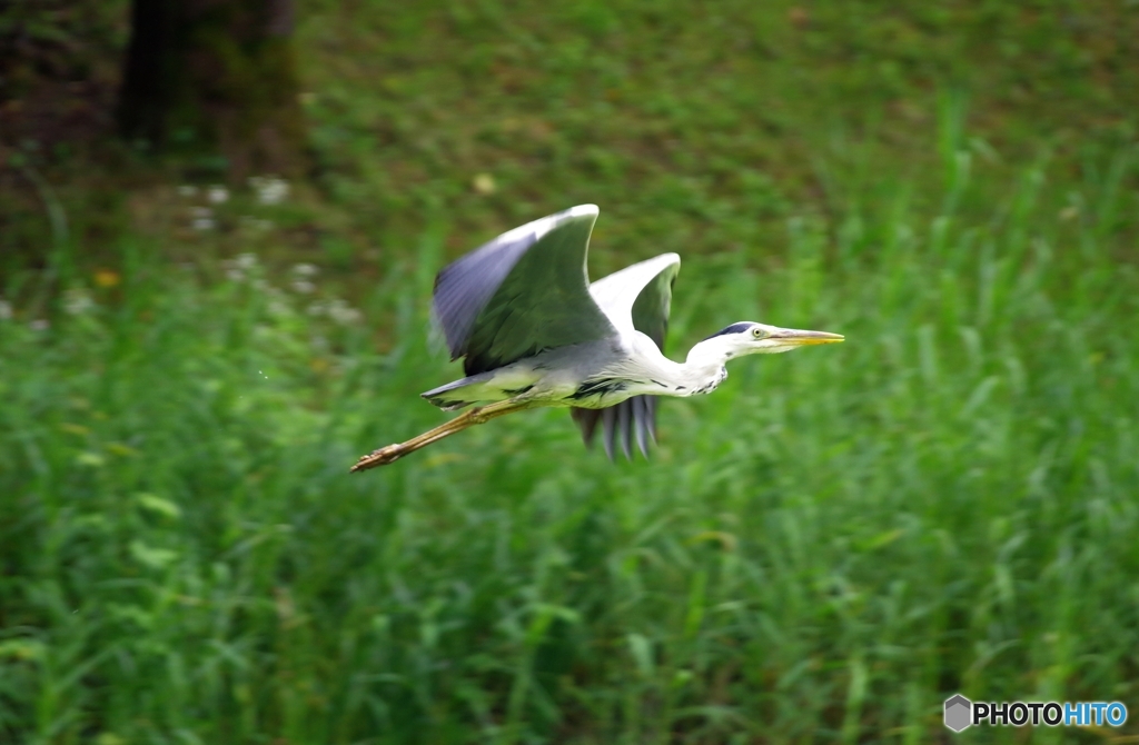 じゅんさい池の鳥