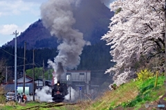 津川駅の桜