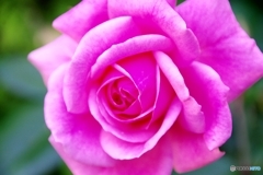 庭の花①