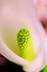 水芭蕉Ⅰ