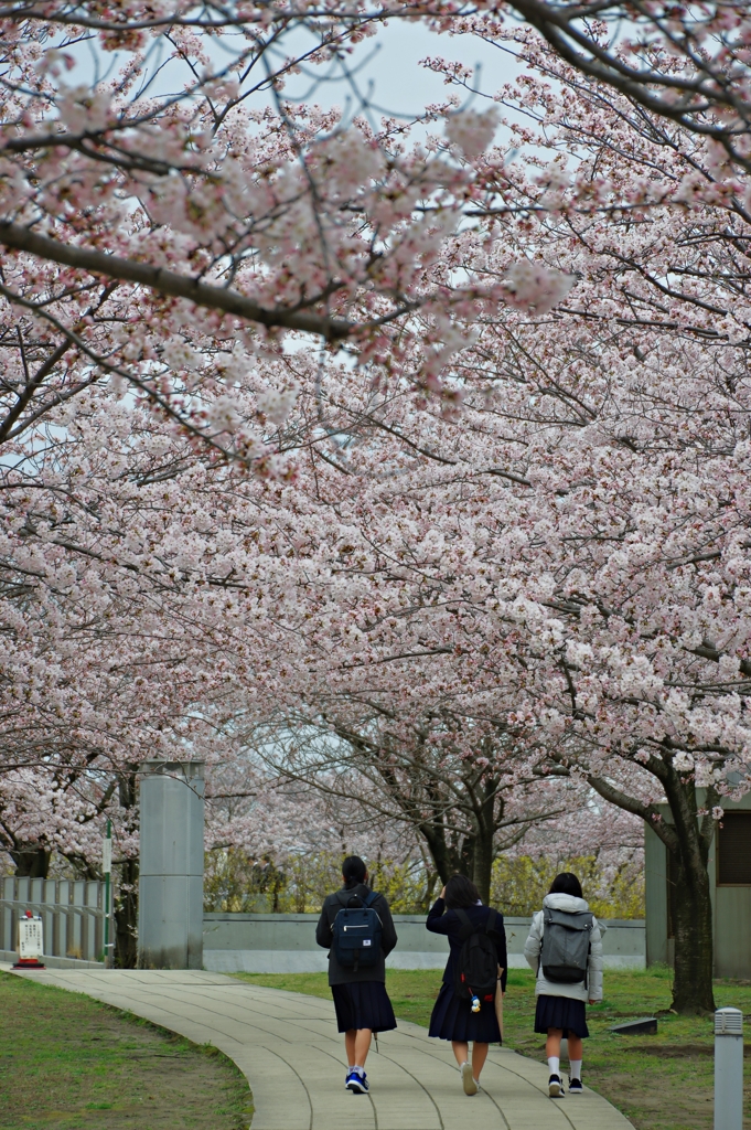 通学の朝