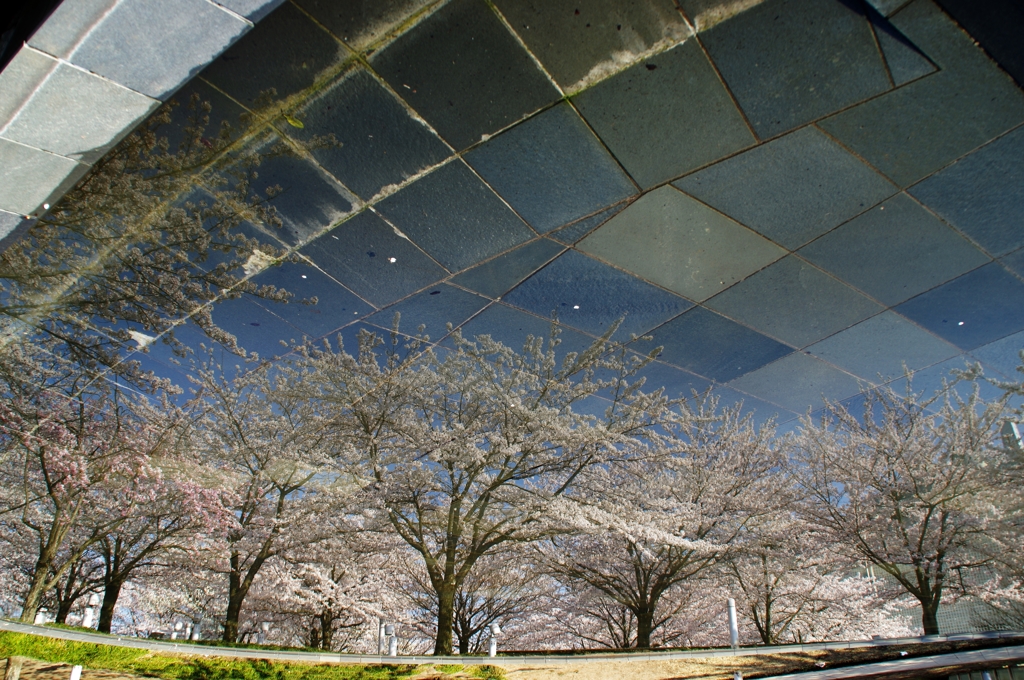 桜咲く✽