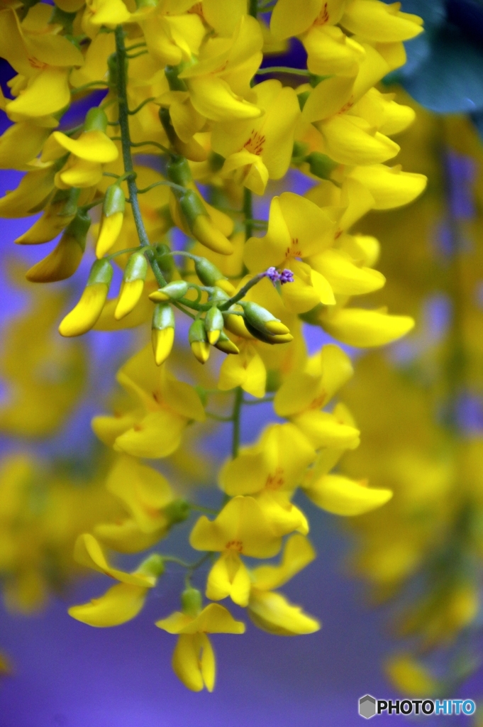 藤の花
