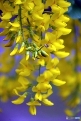 藤の花