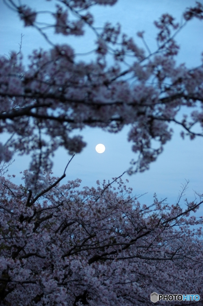 桜と月