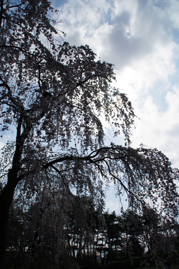 しだれ桜満開