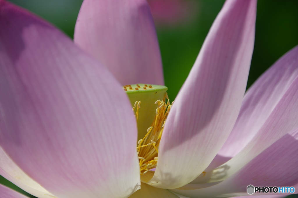 夏の花