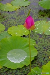 雨あがり