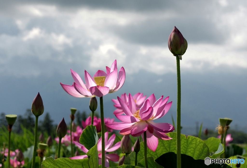 夏の花①