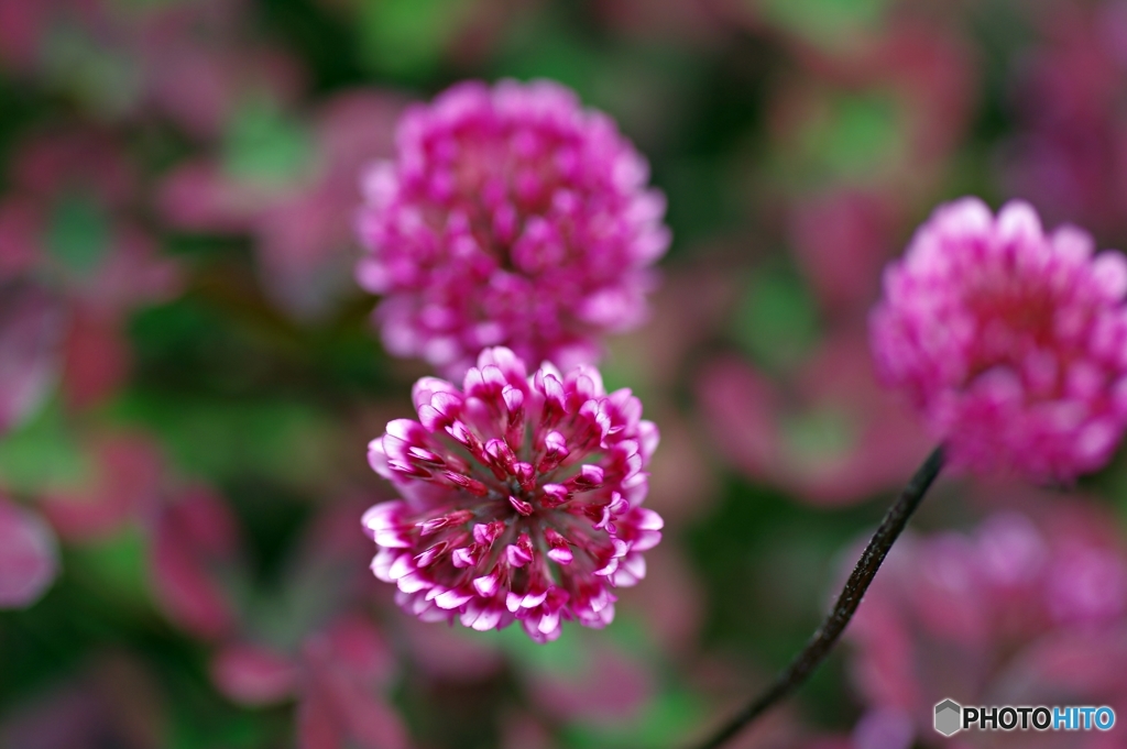 庭の花