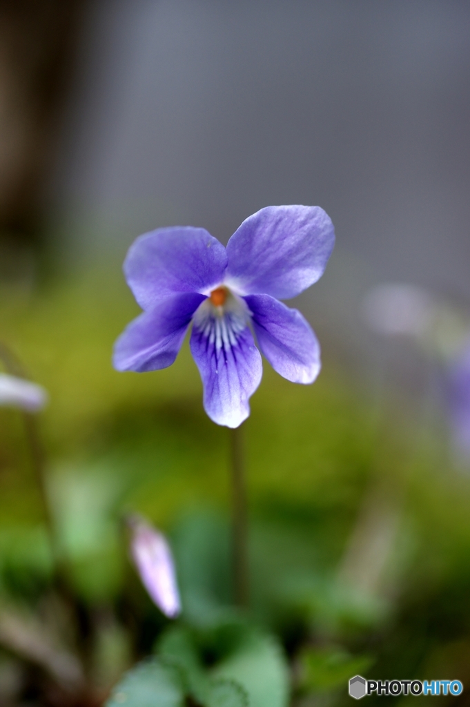 庭の✿