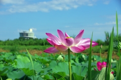 福島潟の蓮