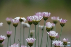 庭の花