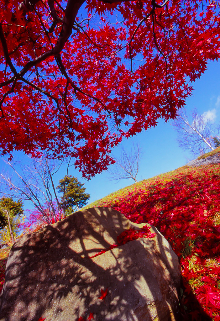 紅葉と高揚