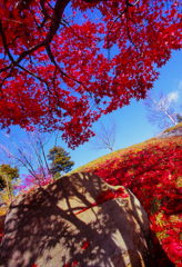 紅葉と高揚