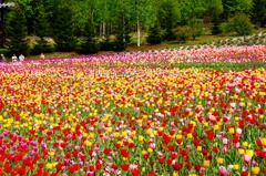 滝野すずらん公園のチューリップ