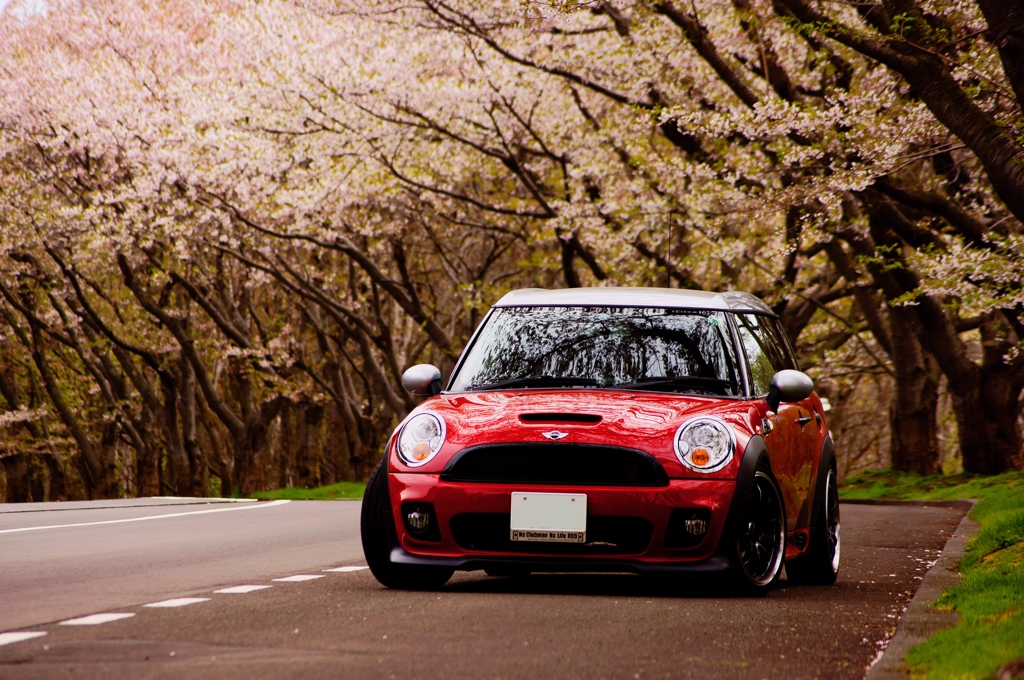 MINI＆SAKURA