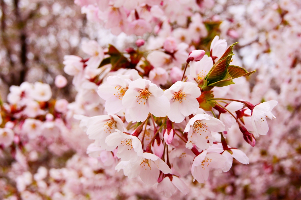 SAKURA