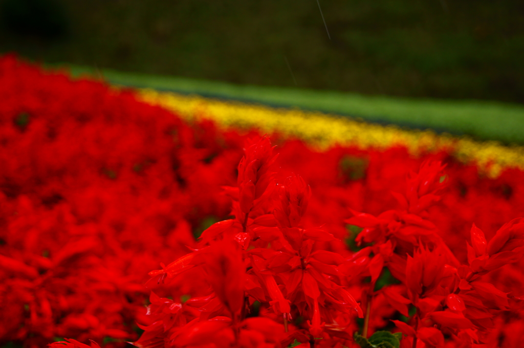 深紅