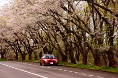 MINIと桜並木