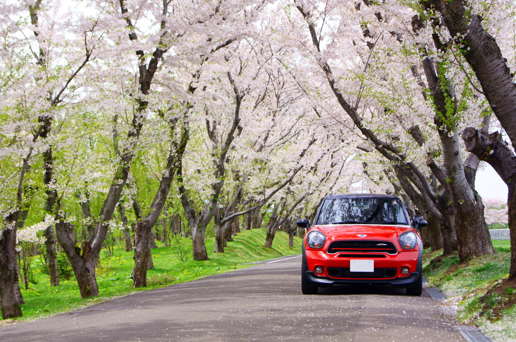 桜並木に包まれて①