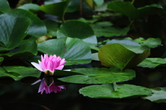 花一輪