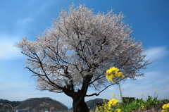 種蒔桜