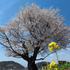 種蒔桜