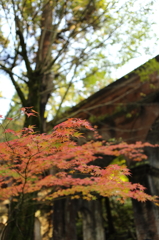 南禅寺　疎水