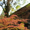 南禅寺　疎水