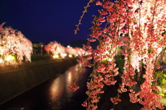枝垂れ桜