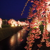 枝垂れ桜