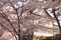 金沢城と桜（日本）